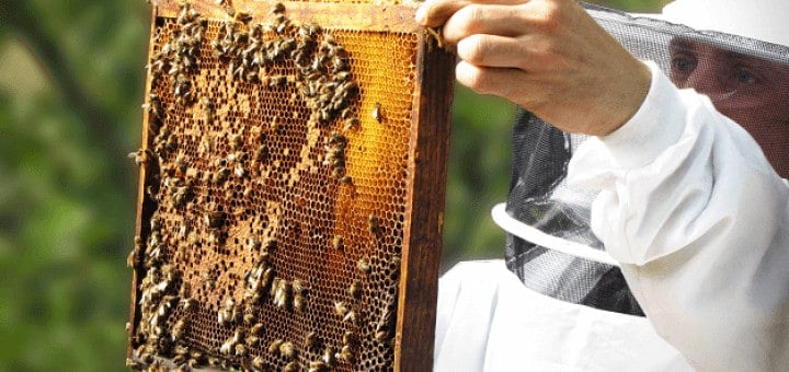 Forfait agricole micro BA