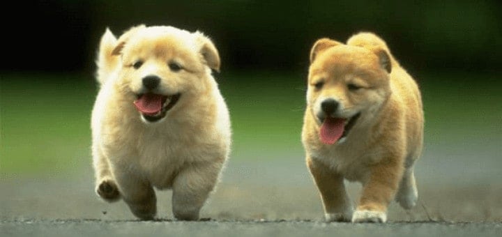 creer-elevage-canin-devenir-eleveur-chats-chiens