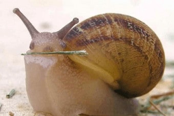creer-elevage-escargots