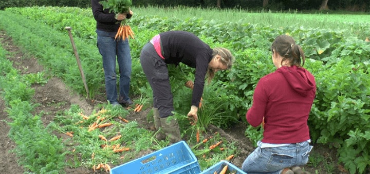 S Installer En Tant Que Maraicher Les Cles Pour Reussir