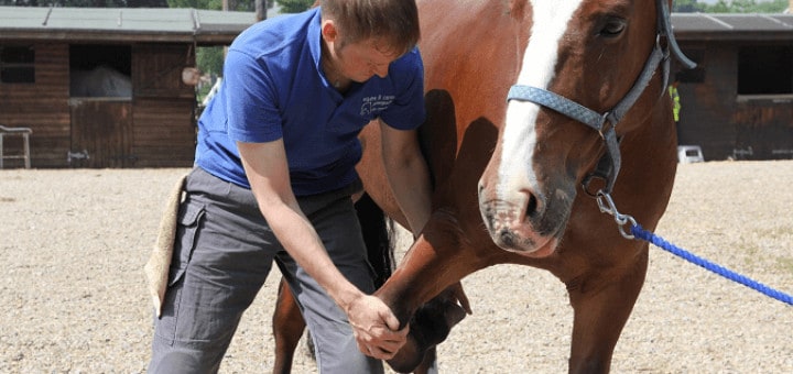 s'installer osteopathe animalier