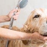 Ouvrir un salon de toilettage canin