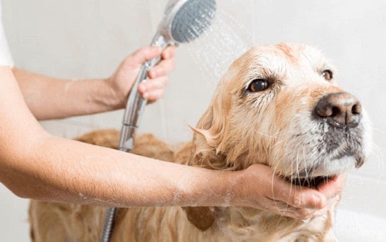 Ouvrir un salon de toilettage canin