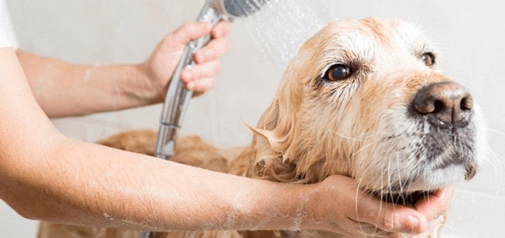 Ouvrir un salon de toilettage canin