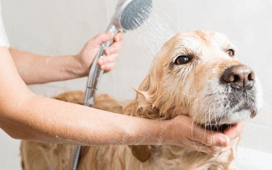 Ouvrir Un Salon De Toilettage Canin Ou Félin Tout Savoir
