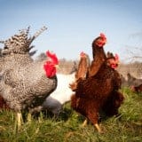 comment faire un business plan excel creer elevage de poules pondeuses