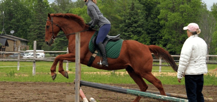 sinstaller eleveur chevaux