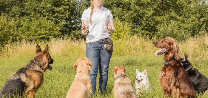 s'installer éducateur canin
