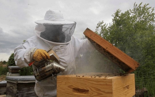 Devenir apiculteur