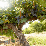 s'installer comme viticulteur vigneron