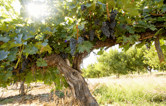 s'installer comme viticulteur vigneron