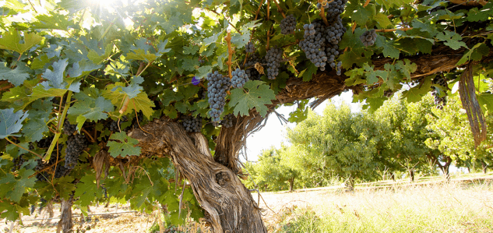 s'installer comme viticulteur vigneron