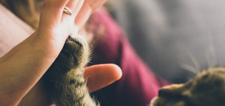 Devenir petsitter