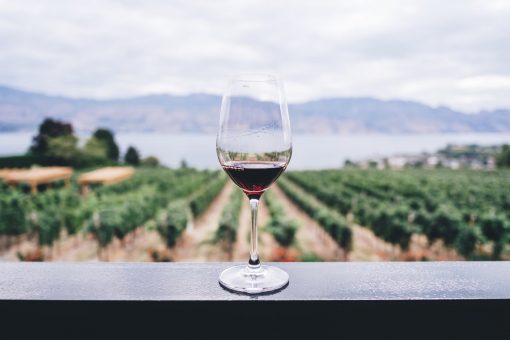 7 idées de start-up dans le vin par WikiCréa
