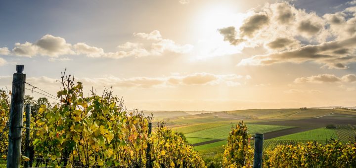 Produire du vin en Afrique : comment faire ?
