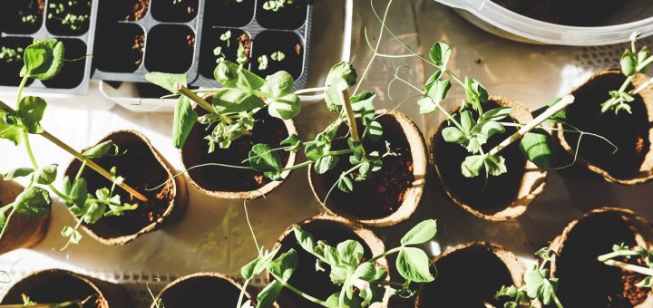 Ouvrir une jardinerie : comment faire ?