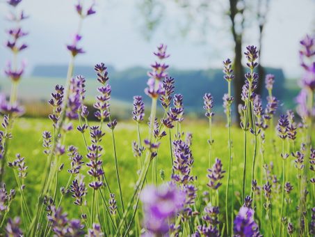 Devenir cultivateur de plantes aromatiques : tout savoir pour bien se lancer !