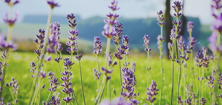 Devenir cultivateur de plantes aromatiques : tout savoir pour bien se lancer !