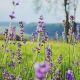 Devenir cultivateur de plantes aromatiques : tout savoir pour bien se lancer !