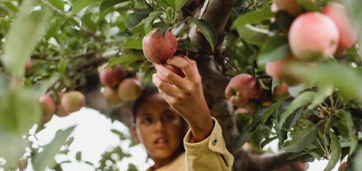 Créer sa microferme : tous nos conseils pour débuter !
