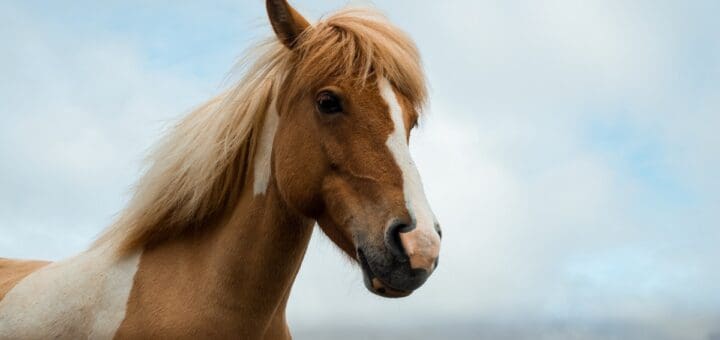 devenir physiothérapeute animaux