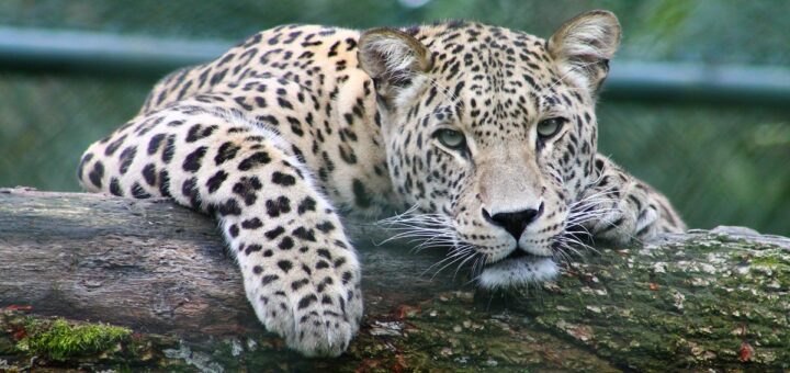 devenir photographe animalier