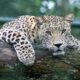 devenir photographe animalier